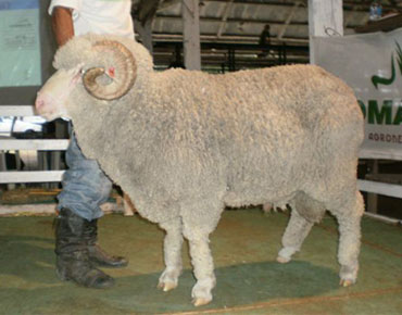 Merino australiano. Foto: El Telégrafo de Paysandú.